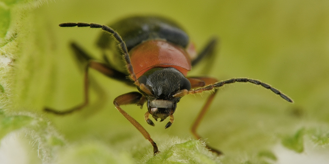 Malachiidae: Ebaeus battonii, maschio